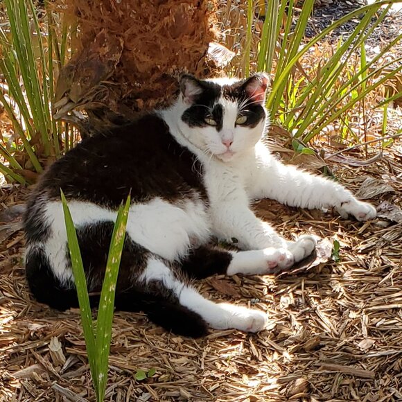 GREETINGS FROM MISSIE, THE CHIEF OPERATIONS OFFICER OF THE RCA CAT CLOSET - Picture 1 of 1